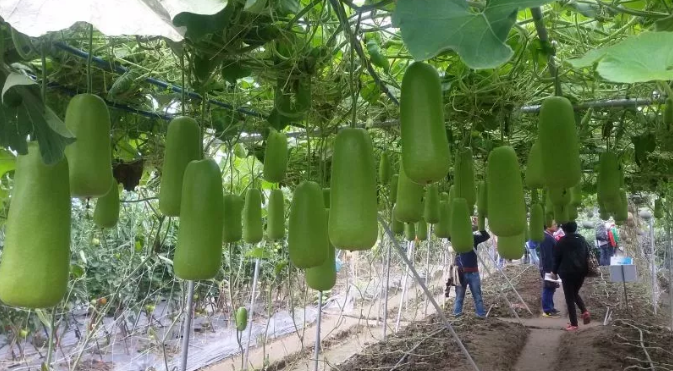 餐廚垃圾為什么要分類收運(yùn)處理?